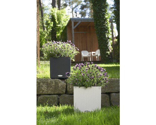 Dva čtvercové ratanové květináče s rostlinami na kamenné zídce v zahradě.