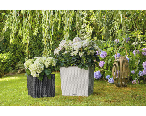 Dva květináče s hortenziemi a dekorativní světlo v zahradě.