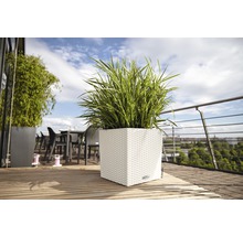 Čtvercový plastový květináč se zelenou rostlinou na terase