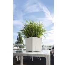 Čtvercový květináč se zelenými rostlinami na stole venku