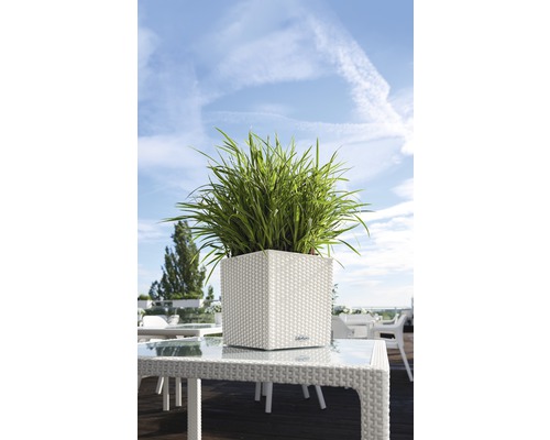 Čtvercový květináč se zelenými rostlinami na stole venku