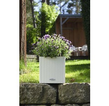 Květináč s levandulí na kamenné zdi v zahradě