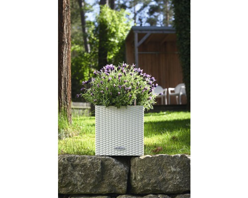 Květináč s levandulí na kamenné zdi v zahradě