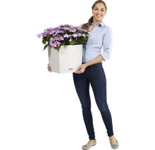 Žena drží čtvercový květináč s fialovými hortenziemi
