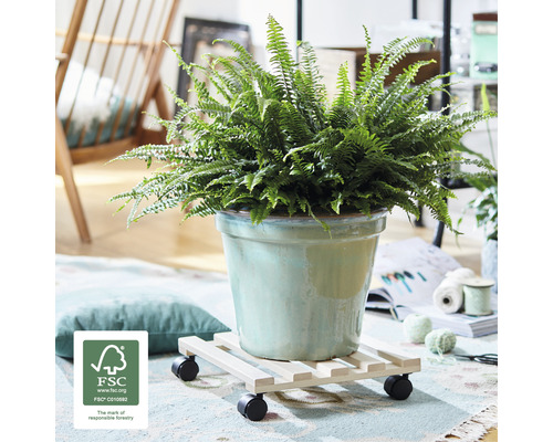 Pokojová rostlina kapradina v květináči na podstavci s kolečky a pečetí FSC