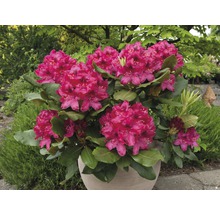 Rododendron v květináči s bujnými, barevnými květy