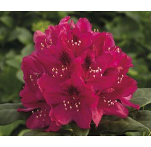 Kvetoucí rododendron na zahradě