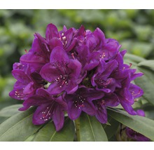 Detail tmavě fialového květu rododendronu