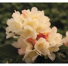 Květenství rostliny Rhododendron