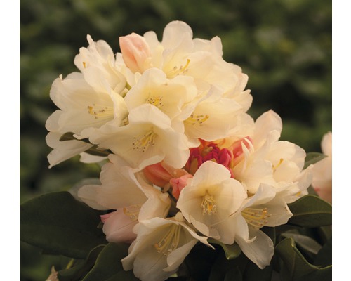 Květenství rostliny Rhododendron