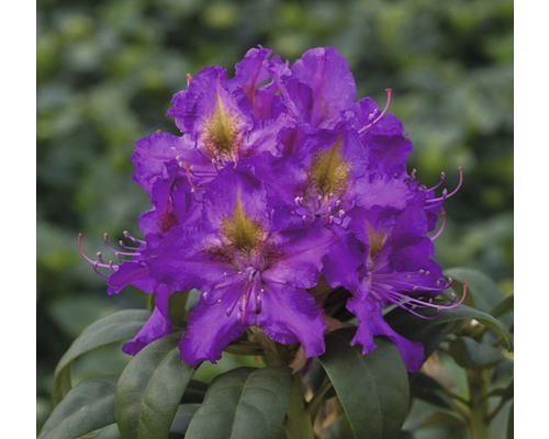 Rododendron, pěnišník fialový FloraSelf Rhododendron hybrid výška 30-40 cm květináč 5 l oblíbené odrůdy