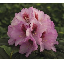 Detailní pohled na růžový květ rododendronu s červenými akcenty