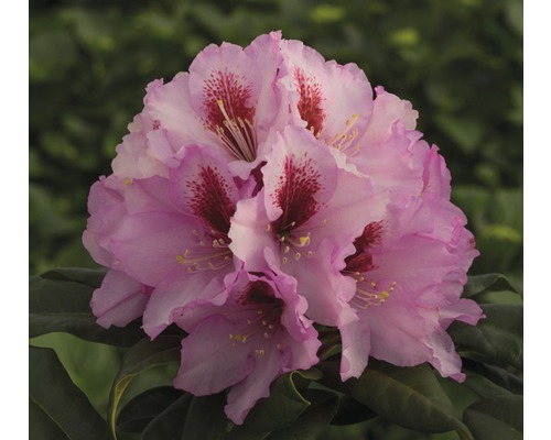 Rododendron, pěnišník růžový FloraSelf Rhododendron hybrid květináč 7,5 l