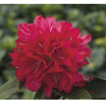 Detail červeného květu rododendronu.