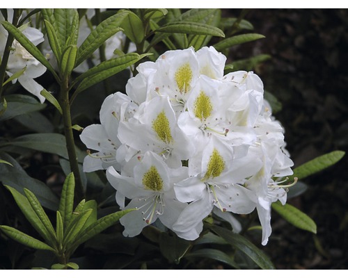 Rododendron, pěnišník bílý FloraSelf Rhododendron hybrid výška 40-50 cm květináč 7,5 l oblíbené odrůdy