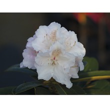 Rododendron jakušimský, pěnišník bílý FloraSelf Rhododendron yakushimanum výška 30-40 cm květináč 5 l