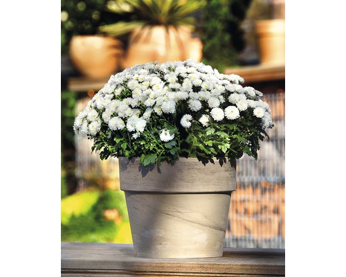 Květináč s bílými chryzantémami pro venkovní použití