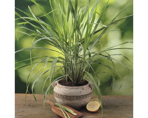 Citronová tráva v květináči s plátky citronu na dřevěném stole