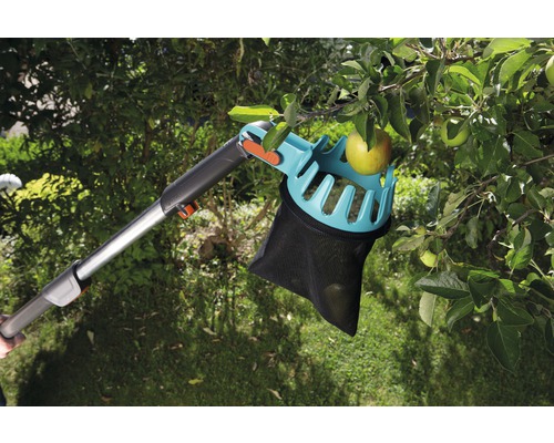 Česáč jablek na stromě s jablky