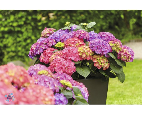 Hortenzie v květináči na zahradě