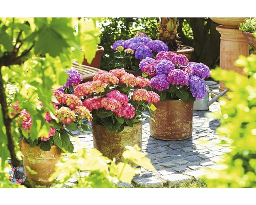 Tři hortenzie v květináčích na terase