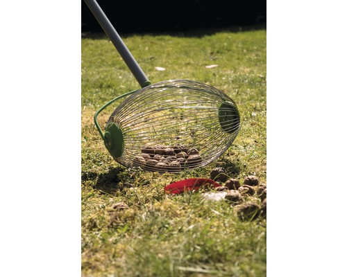 Sběrač ořechů na louce s ořechy