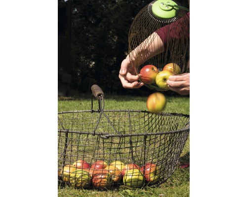 Osoba vysypává jablka ze sběrače jablek do drátěného koše.