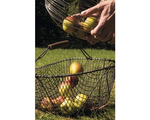 Sklizeň jablek s drátěnými koši na louce