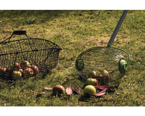 Sklizeň jablek se sběračem ovoce a sběrným košem na zahradě