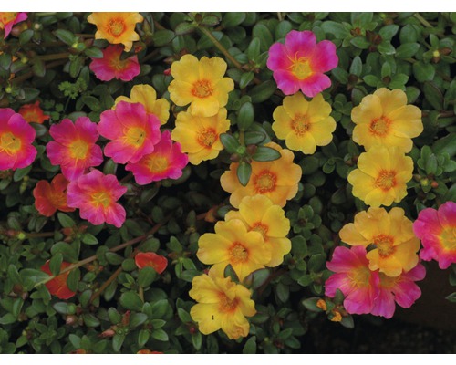 Šrucha velkokvětá se žlutými a růžovými květy