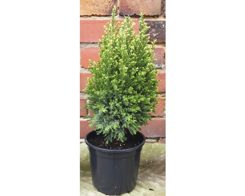 Cypřiš v květináči pro venkovní použití