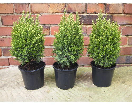 Tři hrnkové rostliny Thuja na stole před cihlovou zdí