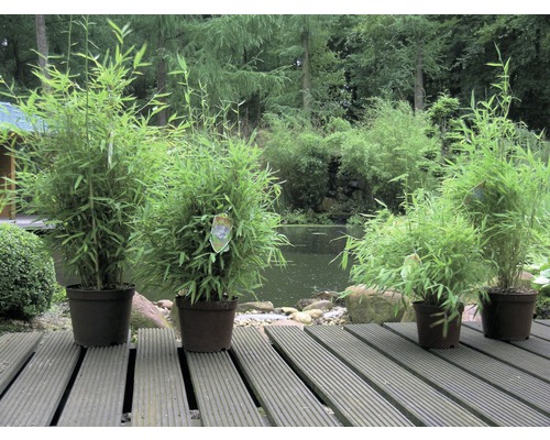 Bambusové rostliny v květináčích na dřevěné terase, v pozadí rybník a stromy.