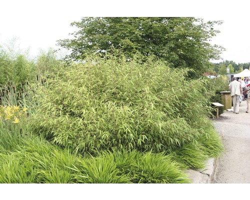 Bambusový keř v zahradě