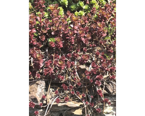 Rozchodník popínavý na kamenech na zahradě.