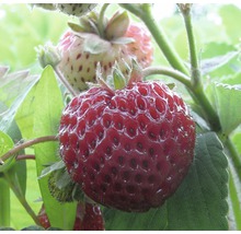 Detail zralé jahody na jahodníku