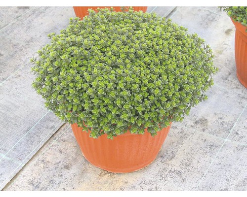 Tymián FloraSelf Thymus vulgaris 'Fredo' květináč Ø 12 cm