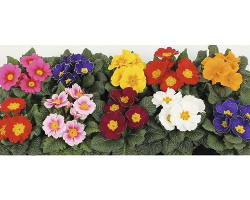 Různobarevné květy prvosenek se zelenými listy