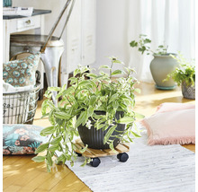 Dekorativní pokojová rostlina v květináči na kolečkách v světlé místnosti.