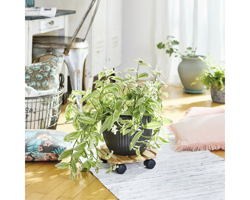 Dekorativní pokojová rostlina v květináči na kolečkách v světlé místnosti.