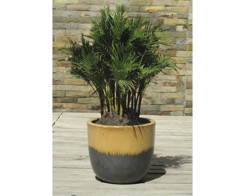 Zlatá palma v dvoubarevném květináči