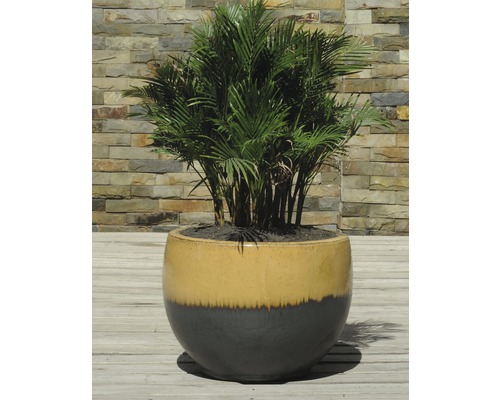 Pokojová rostlina v květináči