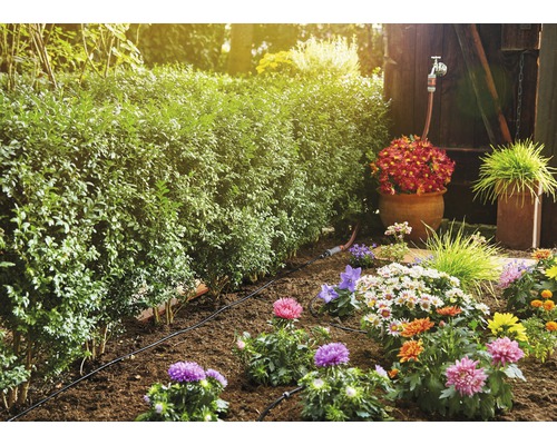 Zahradní zavlažovací systém s rostlinami a živým plotem na zahradě