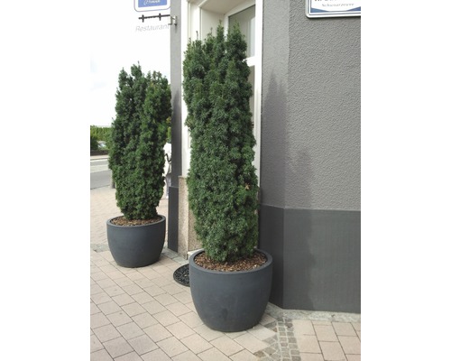 Dva stálezelené tisy v květináčích před budovou