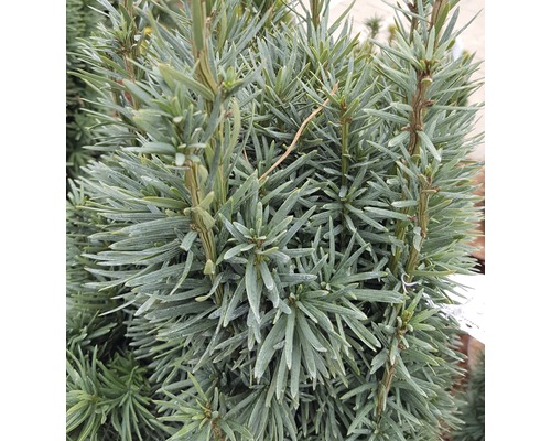 Detailní záběr tisu s jeho hustými zelenými jehlicemi