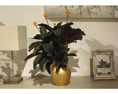 Pokojová rostlina s oranžovými květy v zlatém květináči