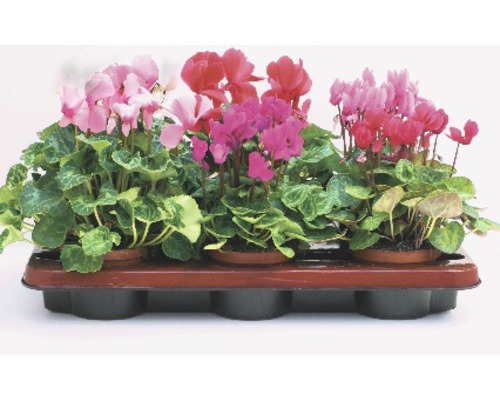 Bramboříky v květináči na podnosu