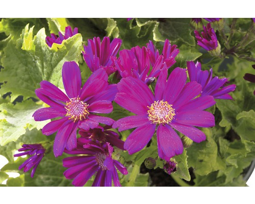 Detail fialových květů cinerarie se zelenými listy