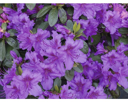 Azalka japonská FloraSelf Rhododendron obtusum výška 25-30 cm květináč 3 l fialová