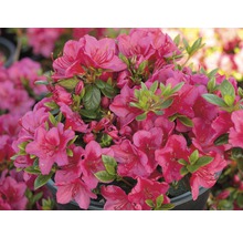 Azalka s růžovými květy a zelenými listy v květináči